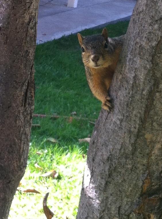 Friendly squirrels for neighbors